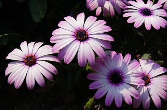 50款常见花卉图片鉴赏