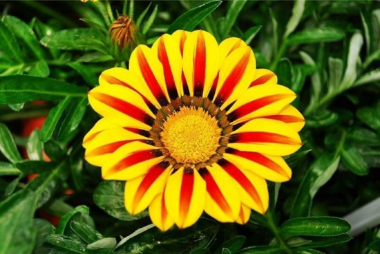 50款常见花卉图片鉴赏