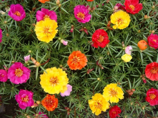 50款常见花卉图片鉴赏