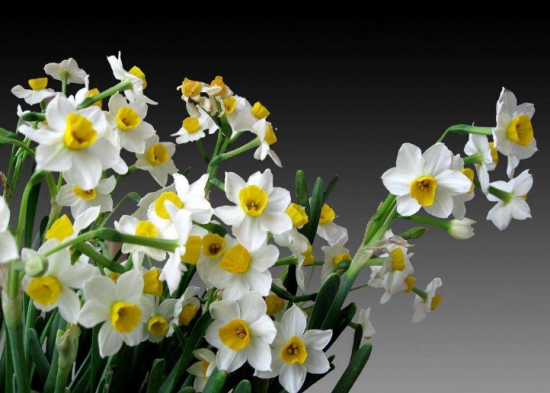 50款常见花卉图片鉴赏