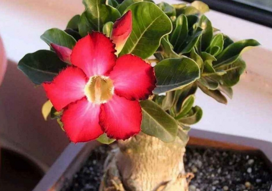 50款常见花卉图片鉴赏