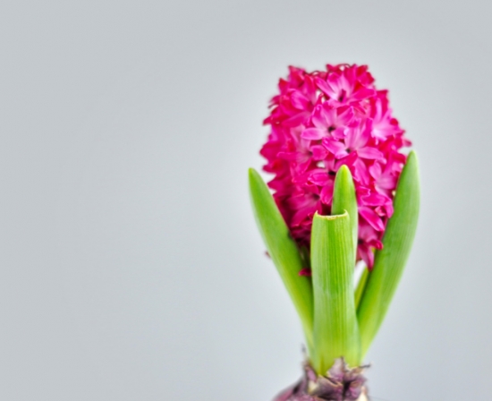 50款常见花卉图片鉴赏