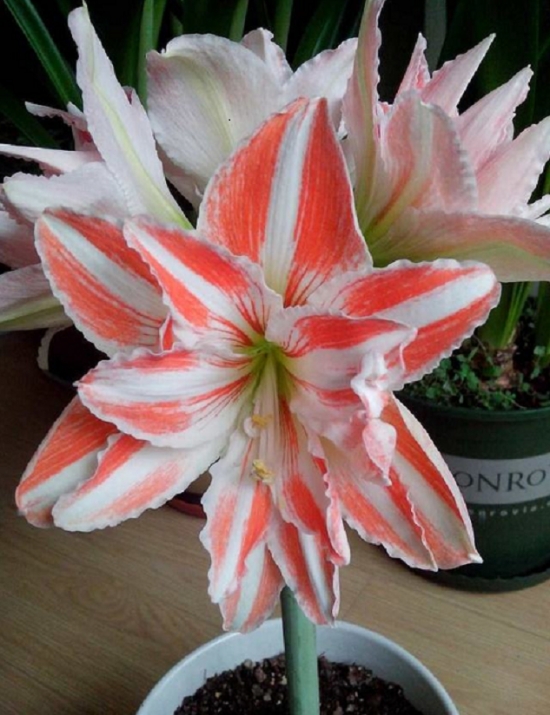 50款常见花卉图片鉴赏