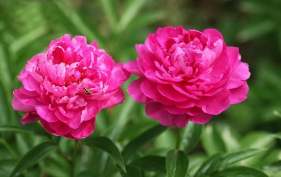 50款常见花卉图片鉴赏