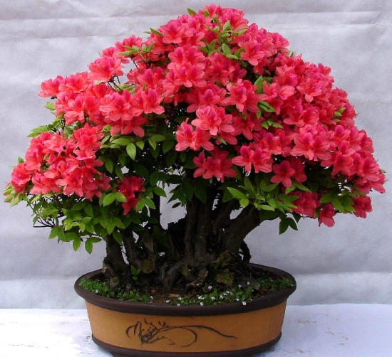 50款常见花卉图片鉴赏