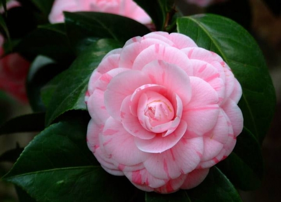 50款常见花卉图片鉴赏