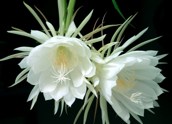 50款常见花卉图片鉴赏