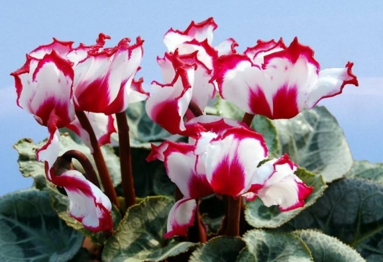 50款常见花卉图片鉴赏