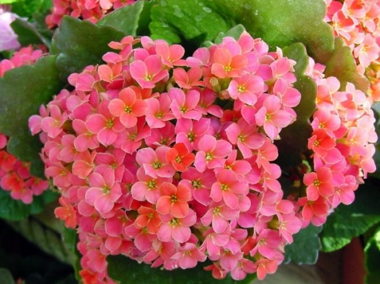 50款常见花卉图片鉴赏