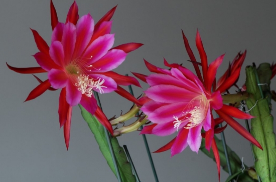 50款常见花卉图片鉴赏