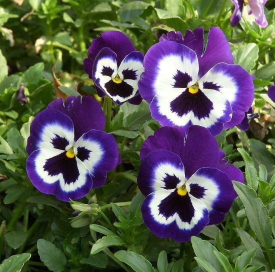 50款常见花卉图片鉴赏