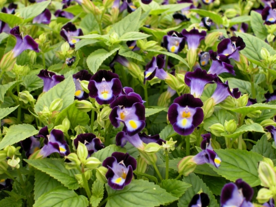 50款常见花卉图片鉴赏