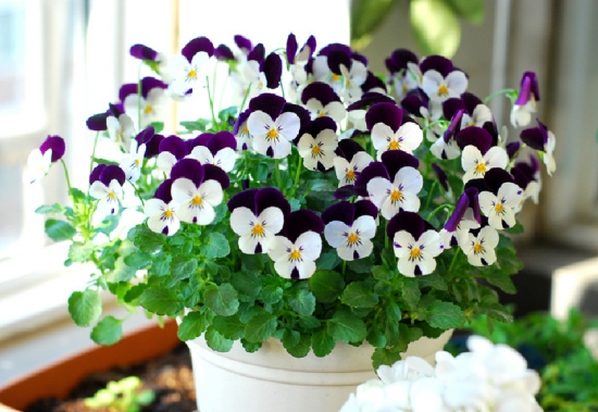 50款常见花卉图片鉴赏