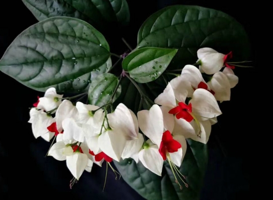 50款常见花卉图片鉴赏