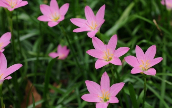 50款常见花卉图片鉴赏