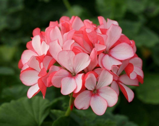 50款常见花卉图片鉴赏