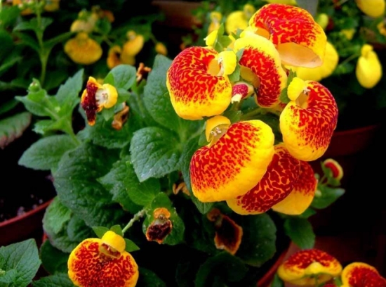 50款常见花卉图片鉴赏