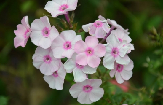 50款常见花卉图片鉴赏