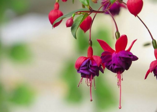 50款常见花卉图片鉴赏