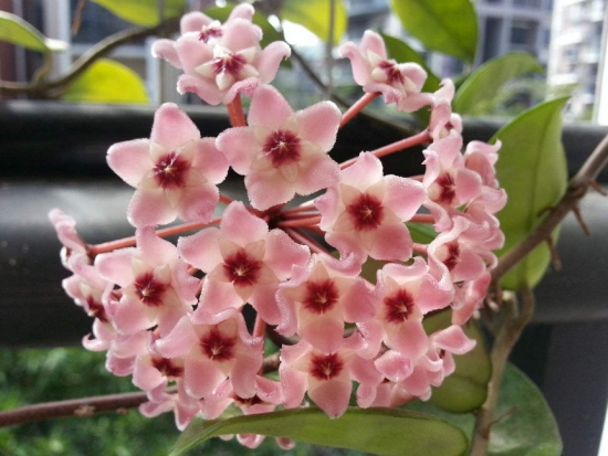 50款常见花卉图片鉴赏