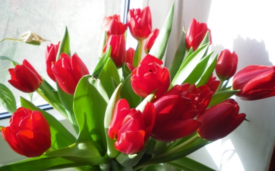 50款常见花卉图片鉴赏