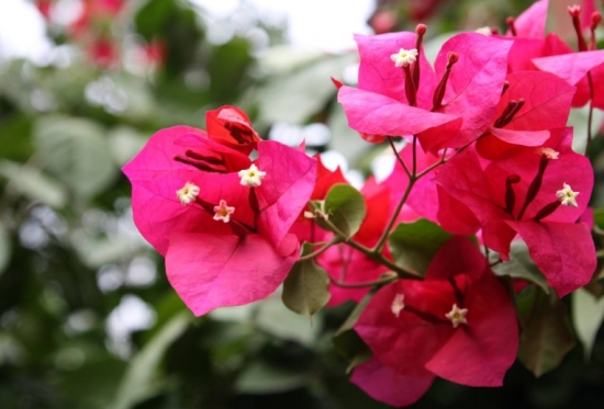 50款常见花卉图片鉴赏