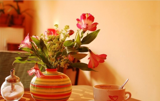 白糖可以浇花吗：可以，但留意使用办法，用量不要过多