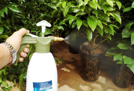 白糖可以浇花吗：可以，但留意使用办法，用量不要过多