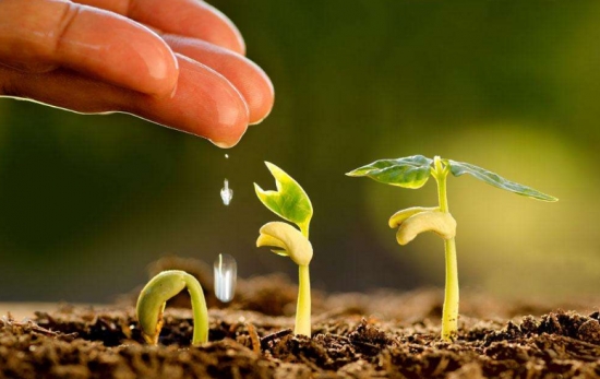 白糖可以浇花吗：可以，但留意使用办法，用量不要过多