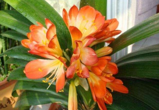 白糖可以浇花吗：可以，但留意使用办法，用量不要过多