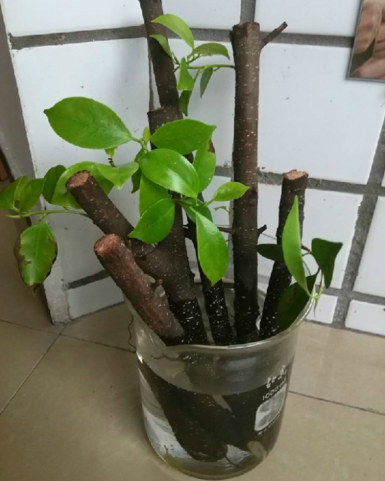 白糖可以浇花吗：可以，但留意使用办法，用量不要过多