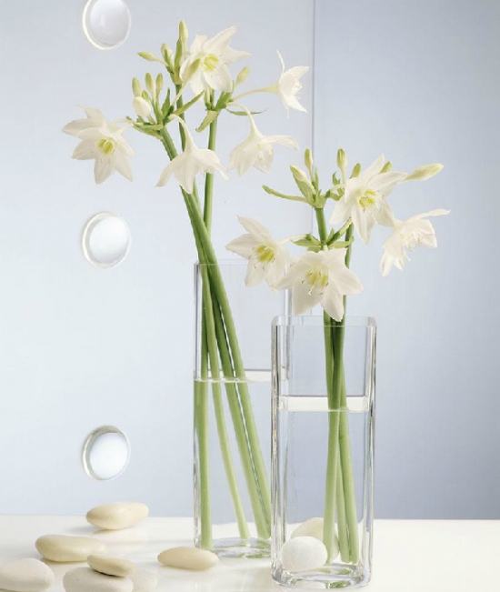 白糖可以浇花吗：可以，但留意使用办法，用量不要过多