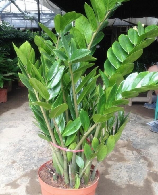 看茎叶 买花技巧:牢记买花8不要,从此买花不被骗