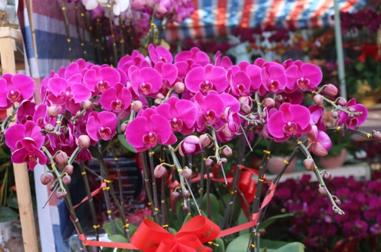 看正开的花 买花技巧:牢记买花8不要,从此买花不被骗