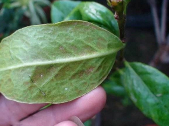 看有没有虫害 买花技巧:牢记买花8不要,从此买花不被骗