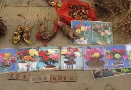 裸根花 买花技巧:牢记买花8不要,从此买花不被骗