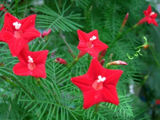 什么花的花期最长：10种超长花期的花卉推荐