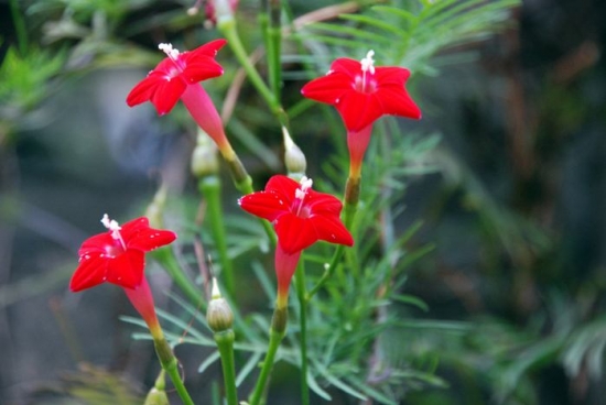 什么花的花期最长：10种超长花期的花卉推荐