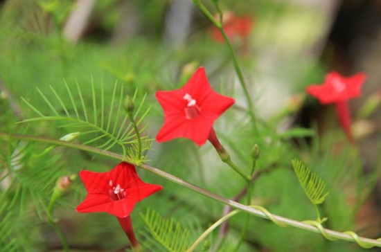 什么花的花期最长：10种超长花期的花卉推荐