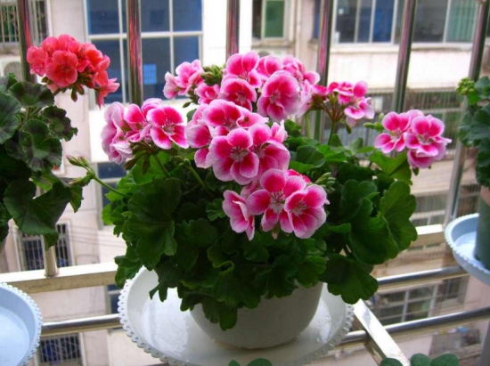 什么花的花期最长：10种超长花期的花卉推荐