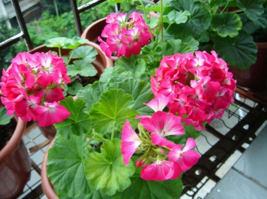 什么花的花期最长：10种超长花期的花卉推荐