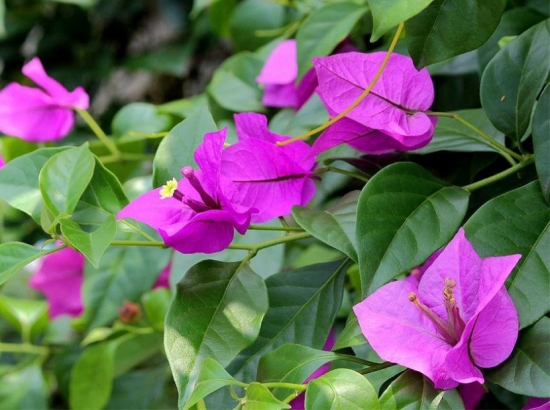 什么花的花期最长：10种超长花期的花卉推荐