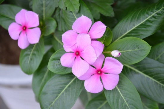 什么花的花期最长：10种超长花期的花卉推荐