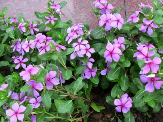 什么花的花期最长：10种超长花期的花卉推荐