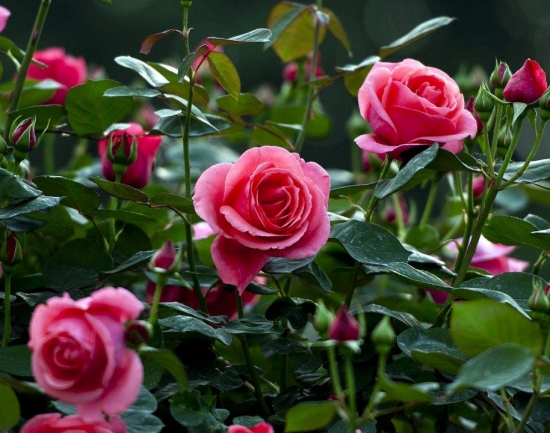 什么花的花期最长：10种超长花期的花卉推荐