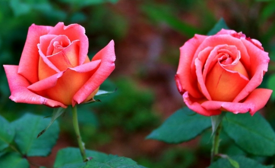 什么花的花期最长：10种超长花期的花卉推荐