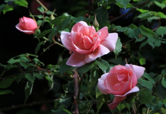 什么花的花期最长：10种超长花期的花卉推荐