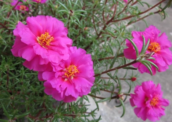 什么花的花期最长：10种超长花期的花卉推荐