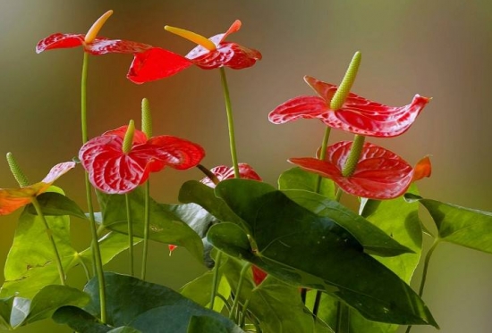 什么花的花期最长：10种超长花期的花卉推荐