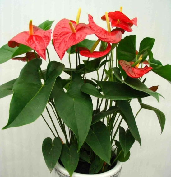 什么花的花期最长：10种超长花期的花卉推荐